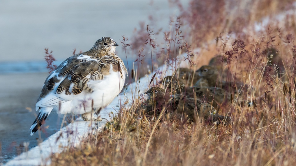 Geir_Antonsen_Nordland