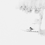 Little Bird in cold winter