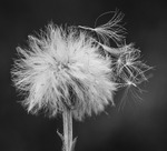Sommerens snøfnugg