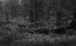rev i gammelskog