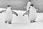 Chinstrap penguins