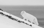 Fjellrev på Svalbard