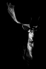Spirit of the forrest