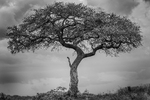 Gepard under savannens tre
