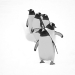 Happy feet on the move