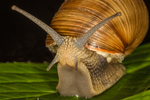 Vinbergsnegle