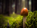 i skogen