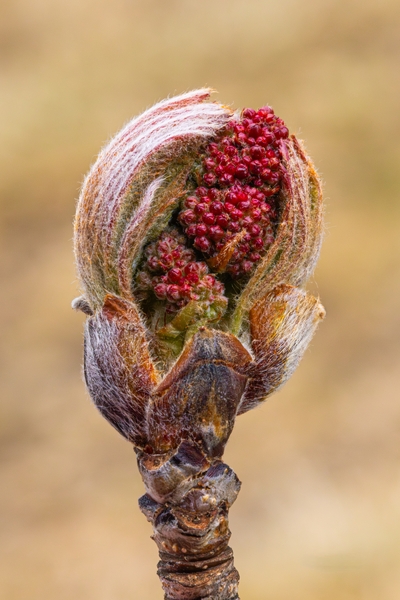 Rognebærblomst på vei