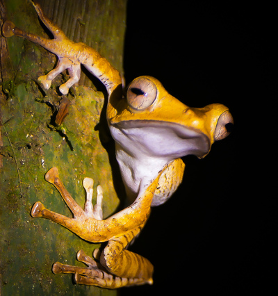 Tigerfrosk