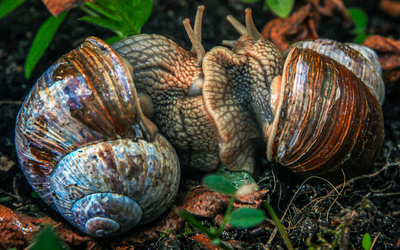 The mating game