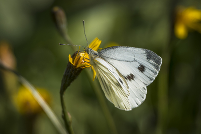 Sommerfugl i vinterland