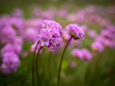 Fjærekoll i blomst