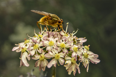 PopulæSiluetr blomst