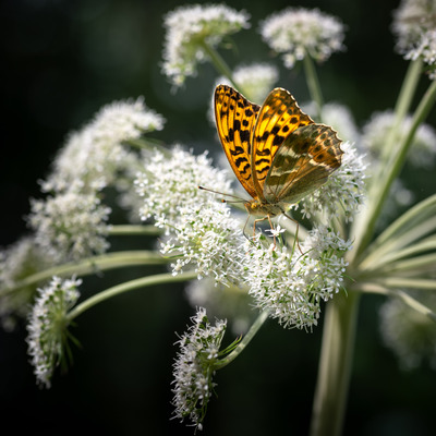 Sommerfugl