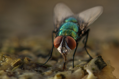 Spyfluen