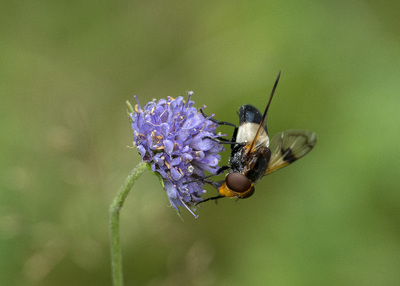 Blomsterflue