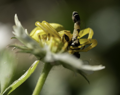 Kamelonedderkopp med bytte på markjordbærblomst