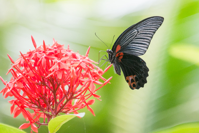 Papilio memnon