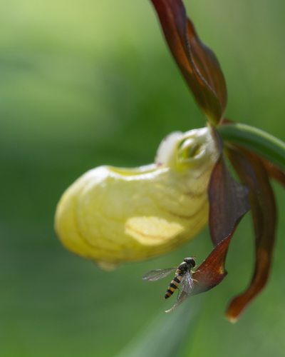 Blomsterflue og Marisko