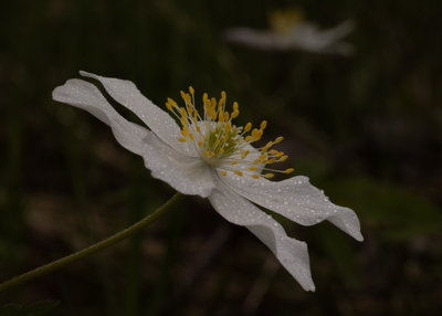 Vårblomst 
