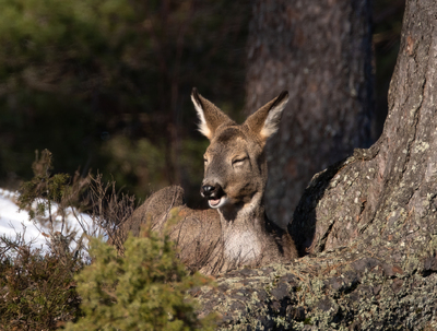 En som nyter øyeblikket i vårsola