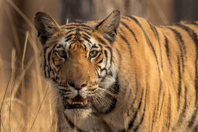 Tigerblikk