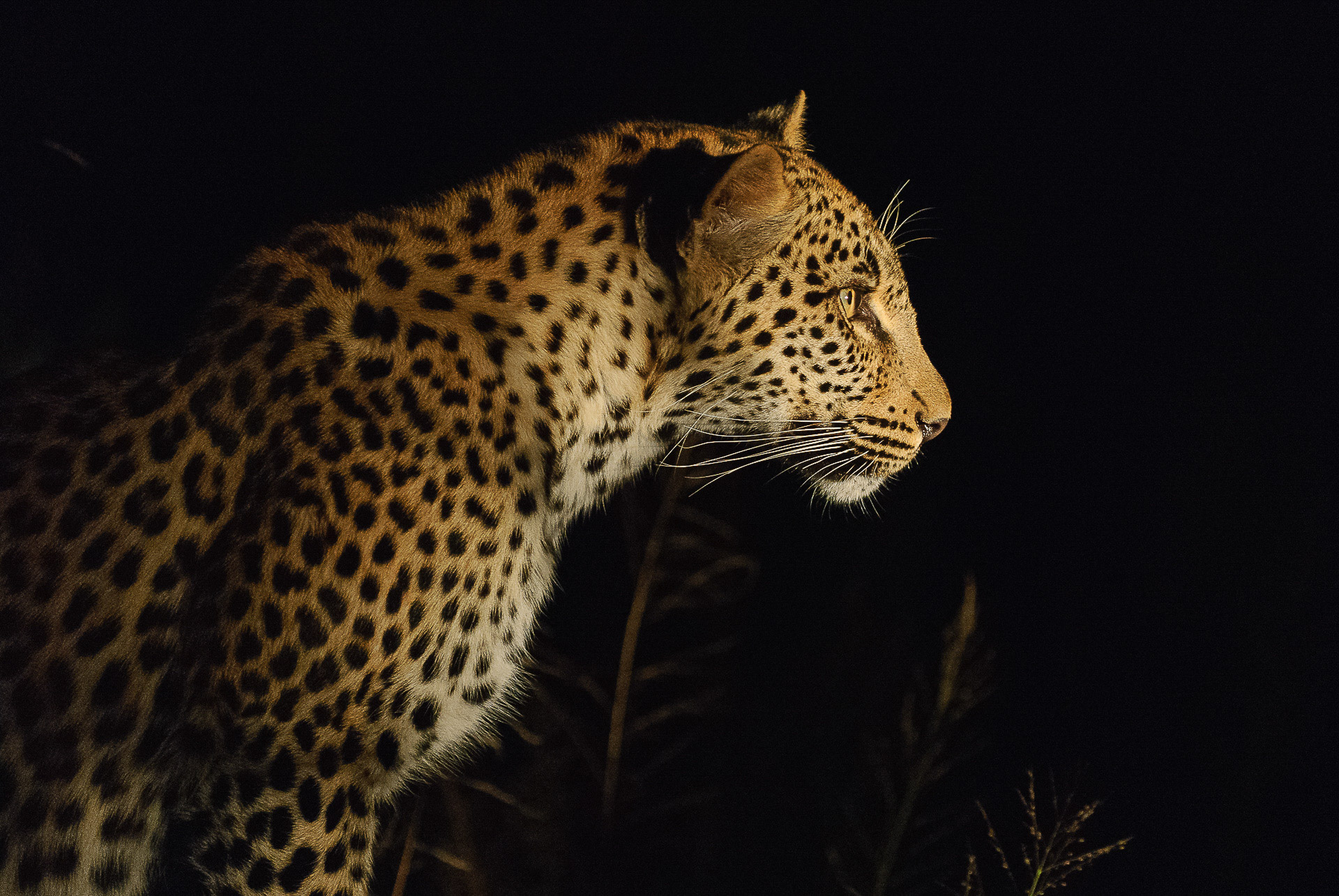 104_Jaktende leopard