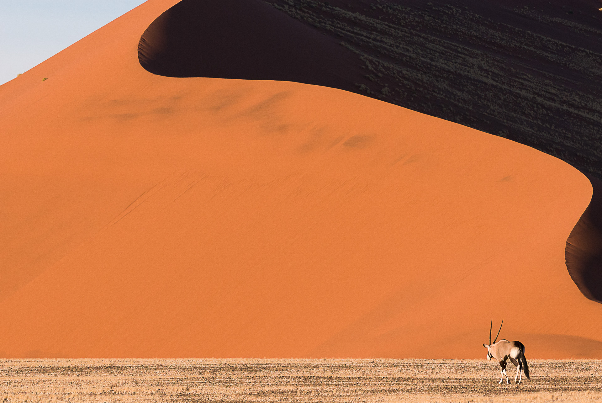 104_Oryx i Namibia