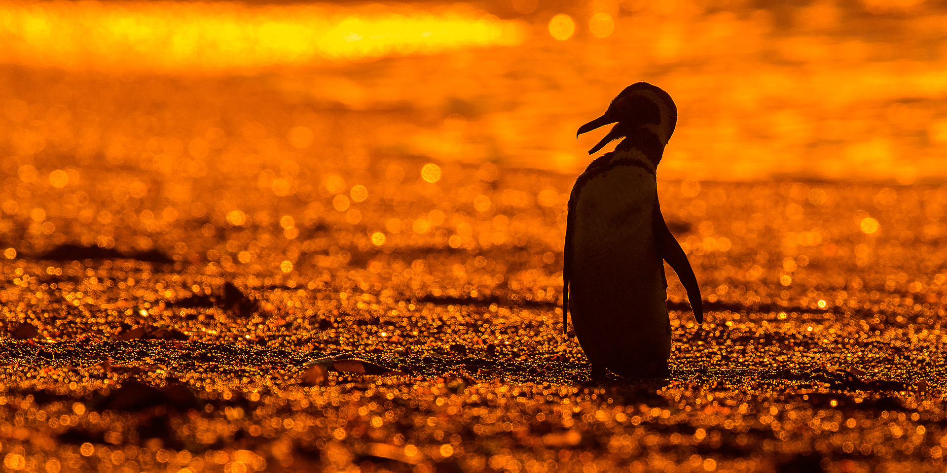 50_Penguin_Sunset