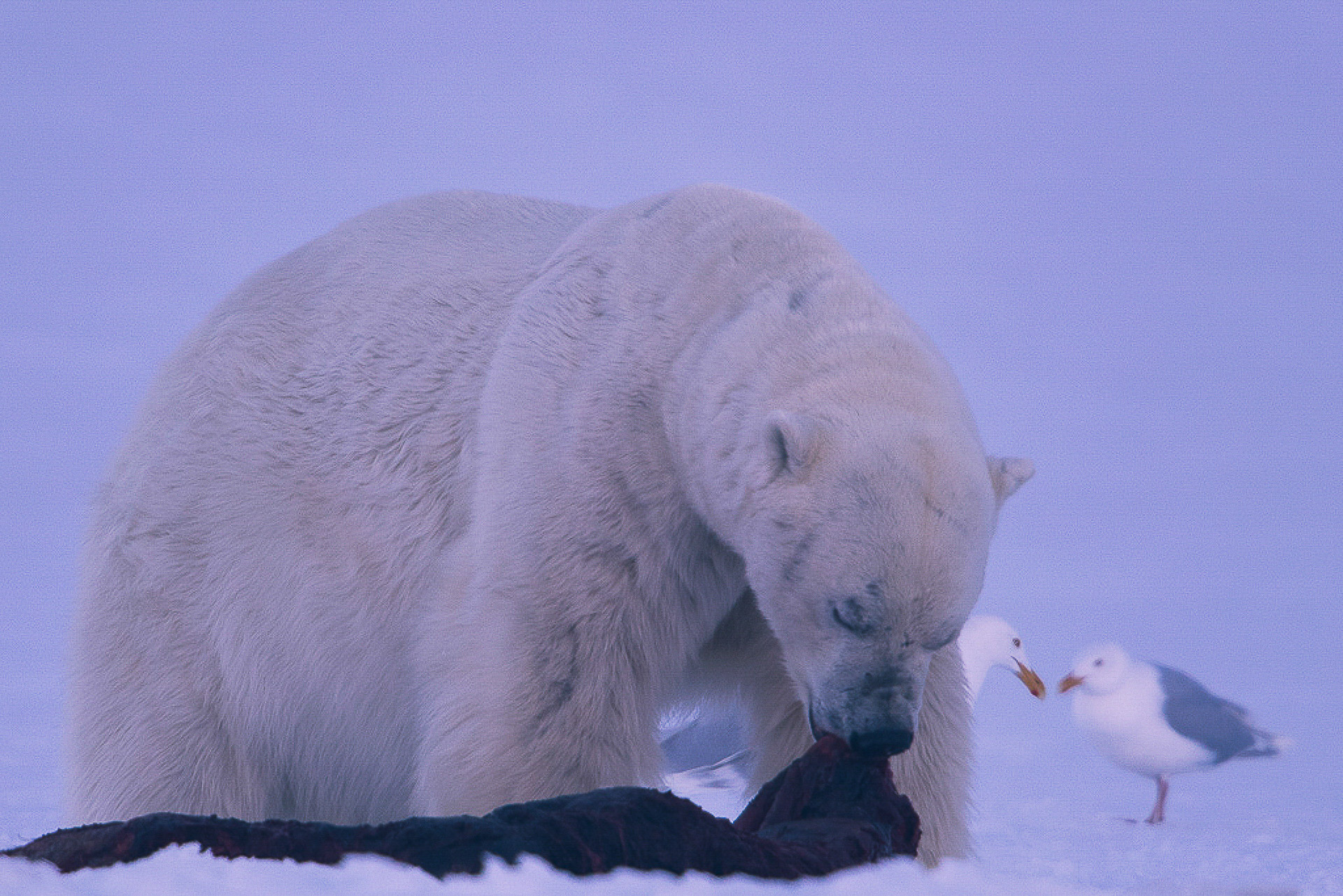 91_Polar bear