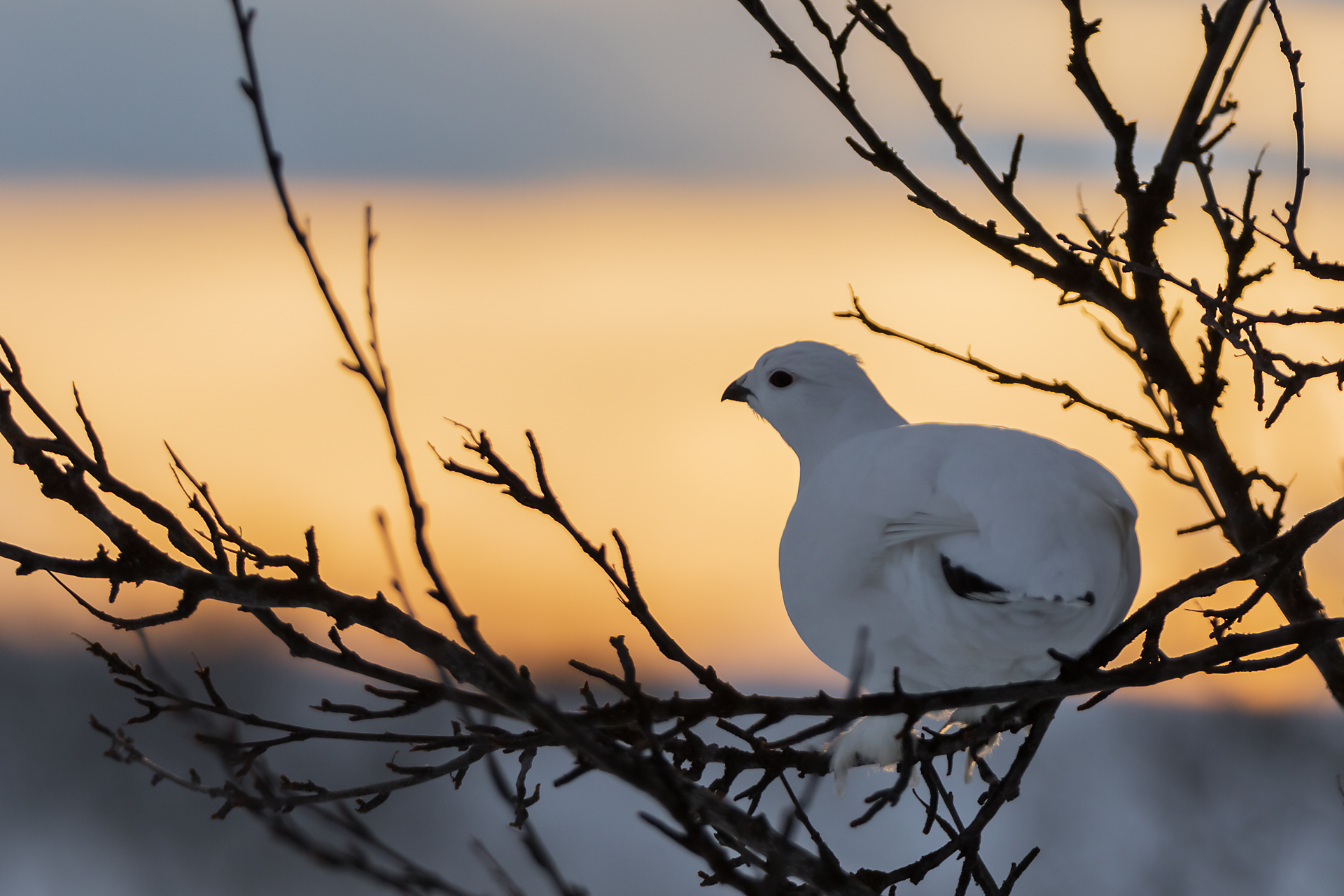 146_Hildegunn Didriksen_troms og finnmark_Lirype i solnedgang