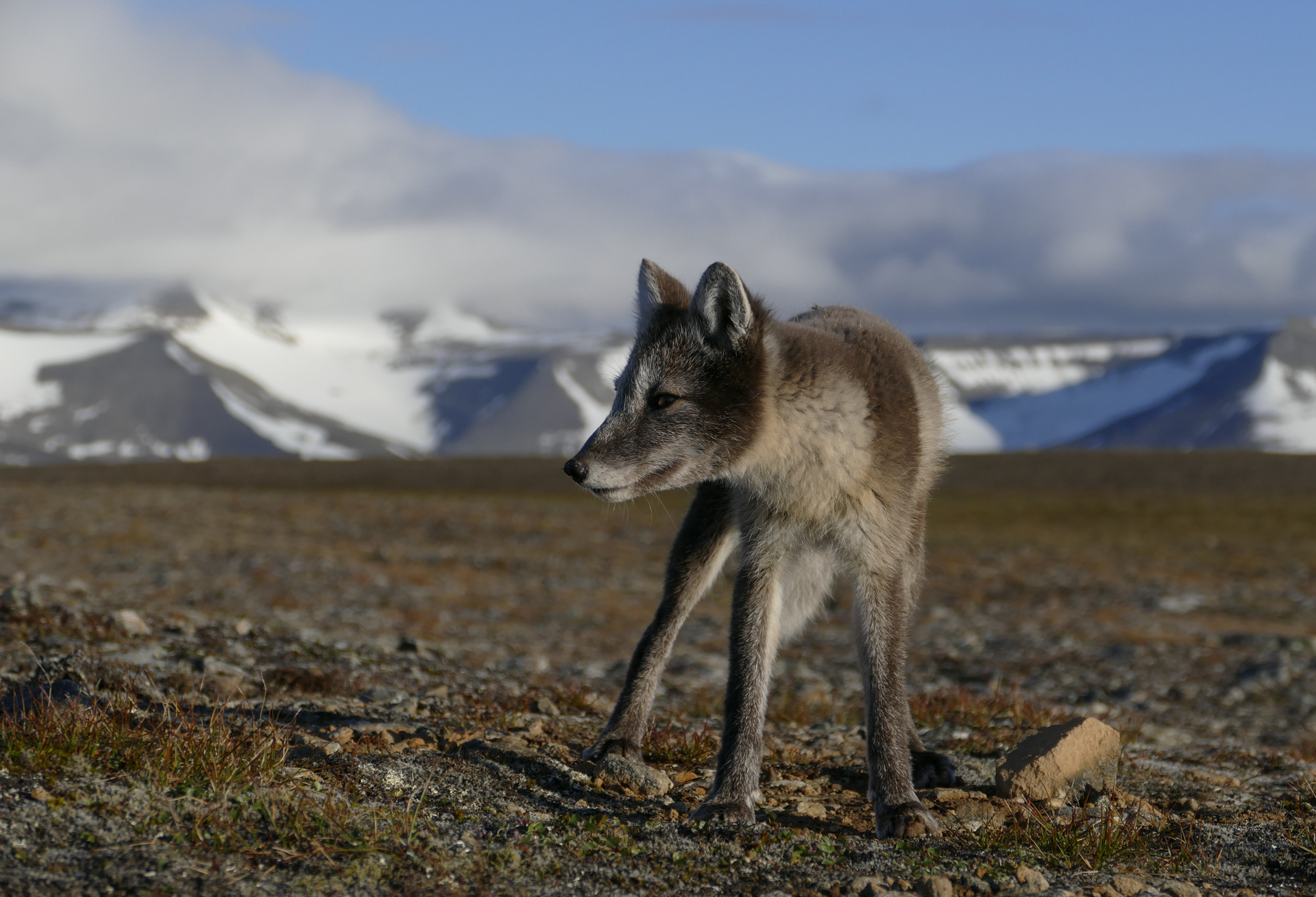 150_janet_saur_ostlandet_polarrev med utsikt