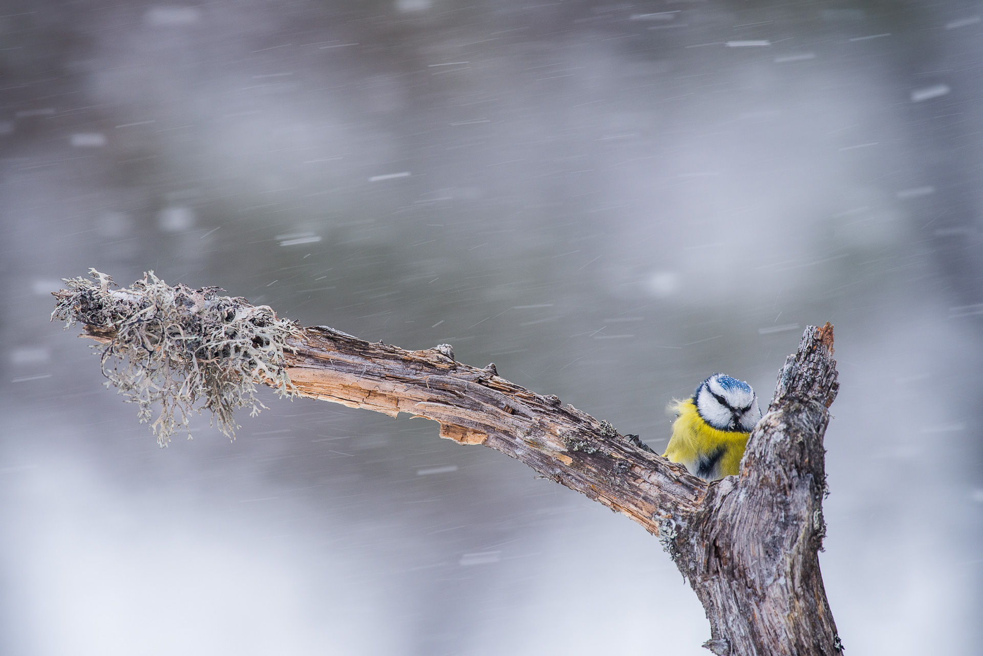 45_Jarle Lunde- Rogalad - Blaameis i snover