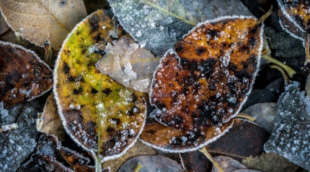 Foto: Linda Bjørgan, BioFoto Midt-Norge