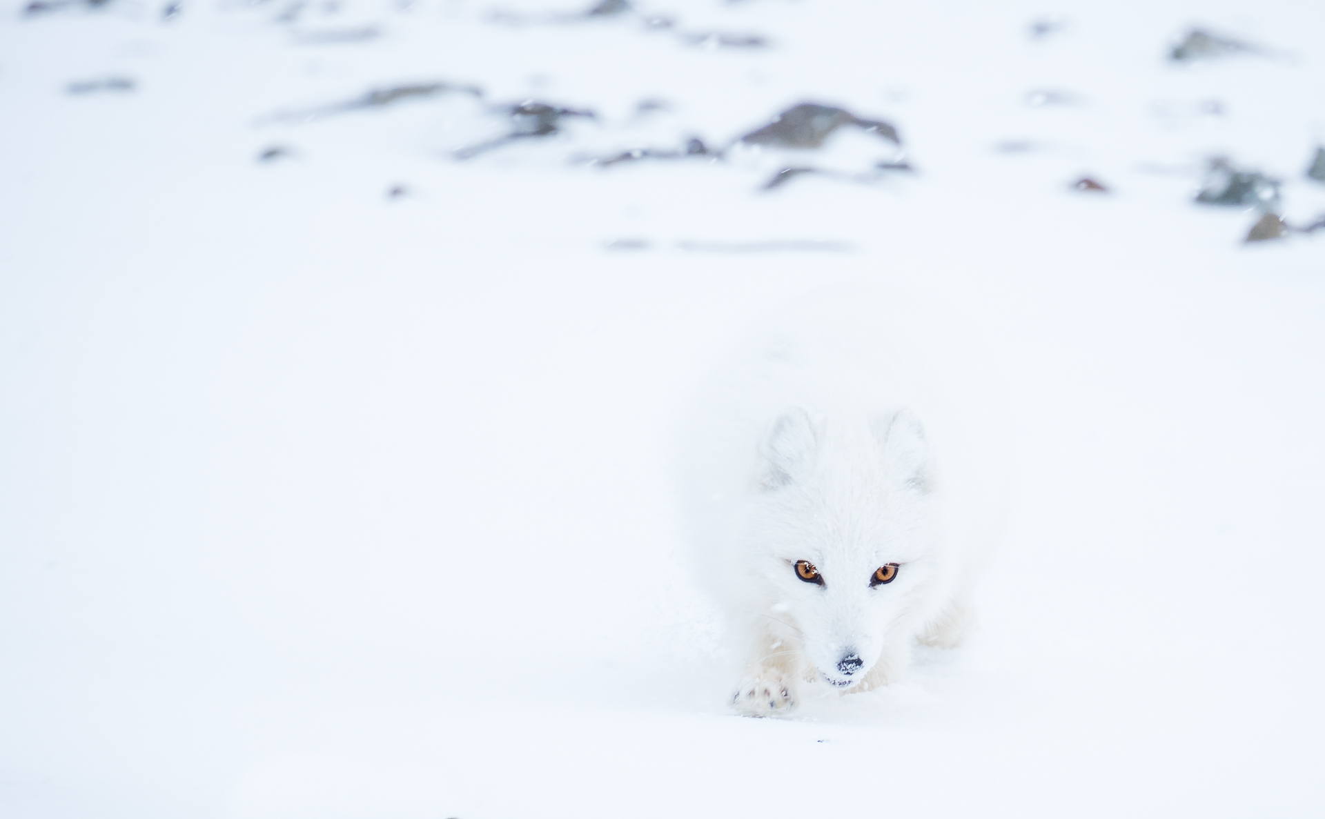 Ann-J-Nordvaalen_indre-ostland_Svalbard-rev