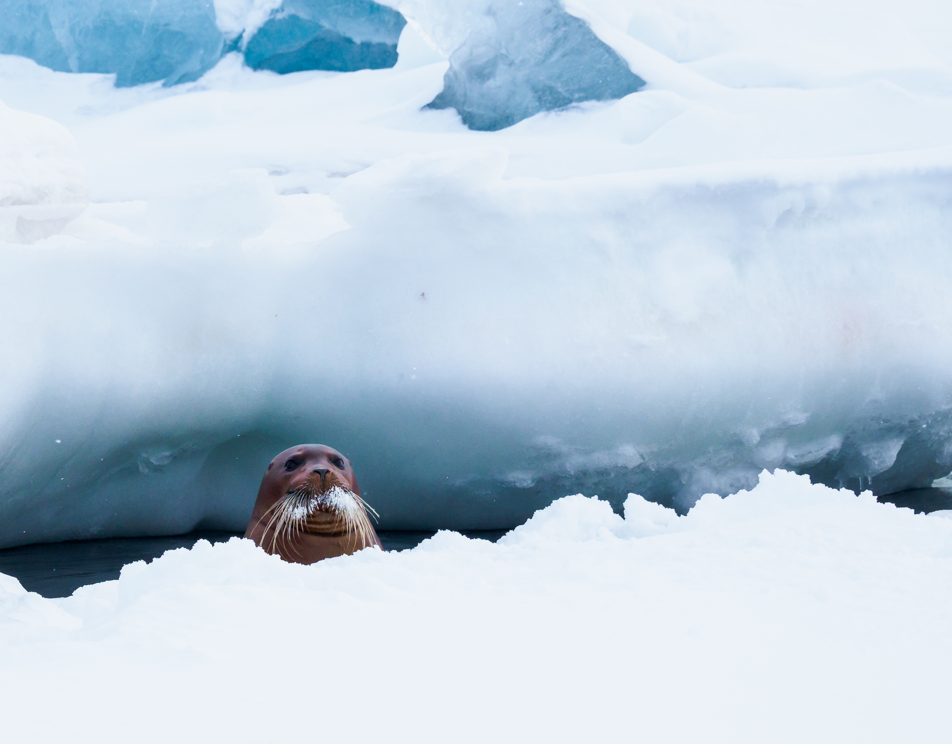 Ann-J-Nordvaalen_indre-ostland_Svalbard-sel