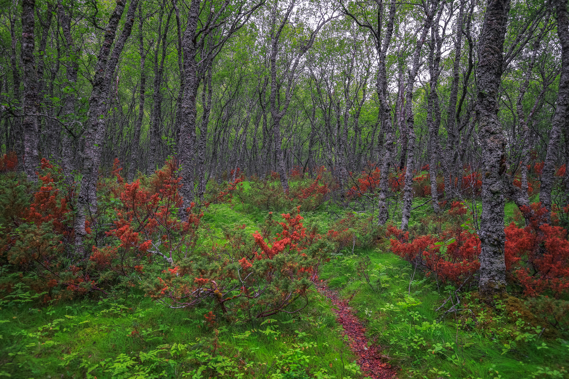 Sven_Fredriksen_Nordland_Trollskog