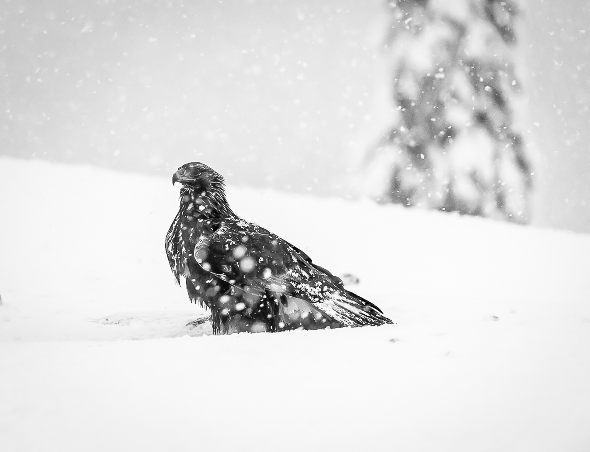 Merja Olsson_Hordaland_Golden eagle