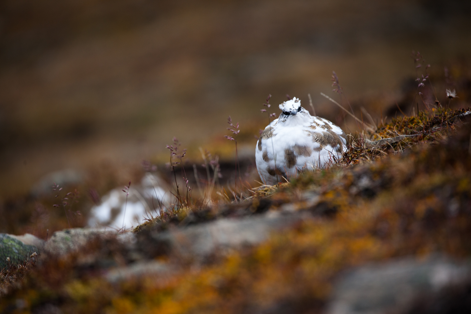 Bjarte-Hoff_Nordland_Svalbardryper