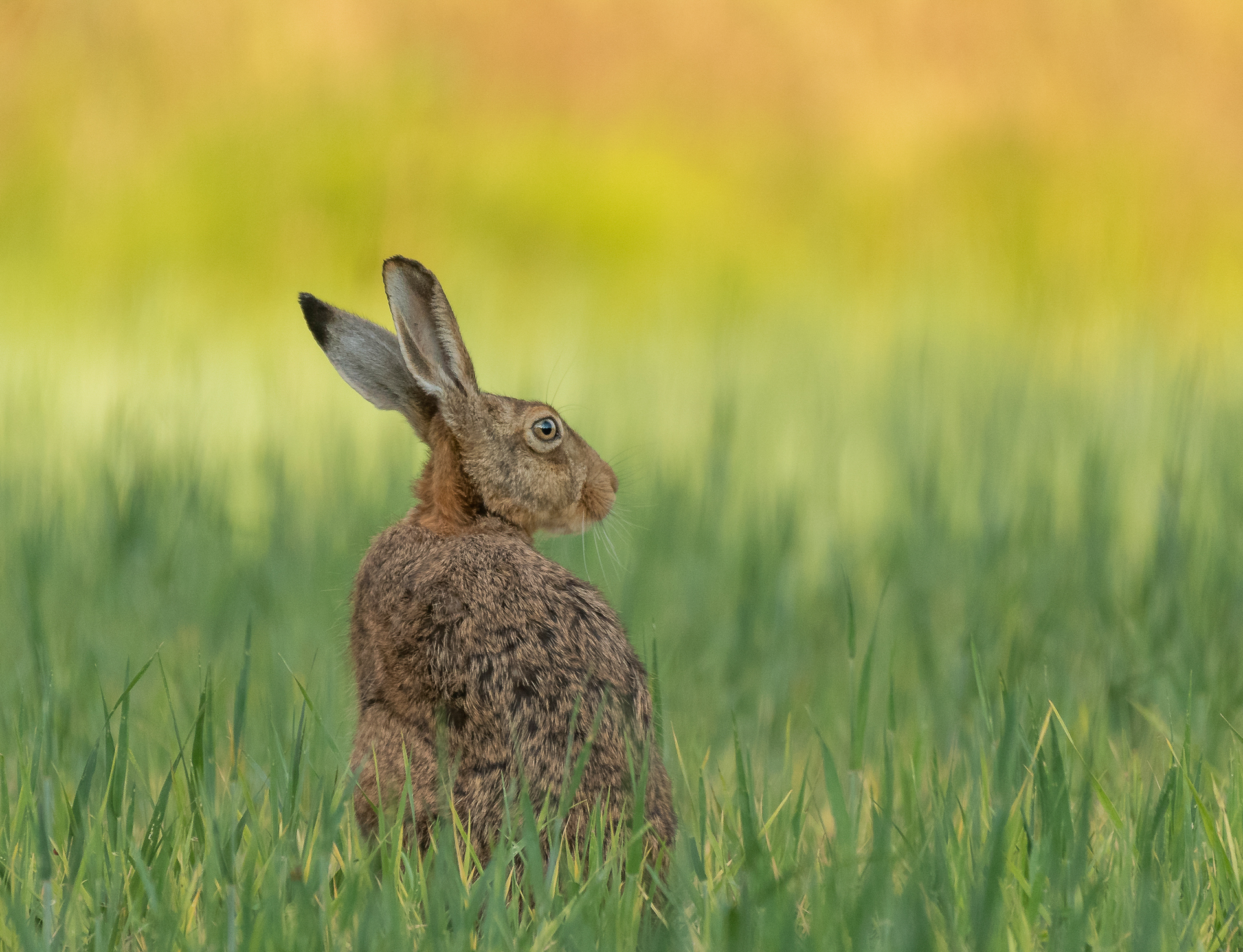 30_Eva Frisnes_Midt Norge_Hare