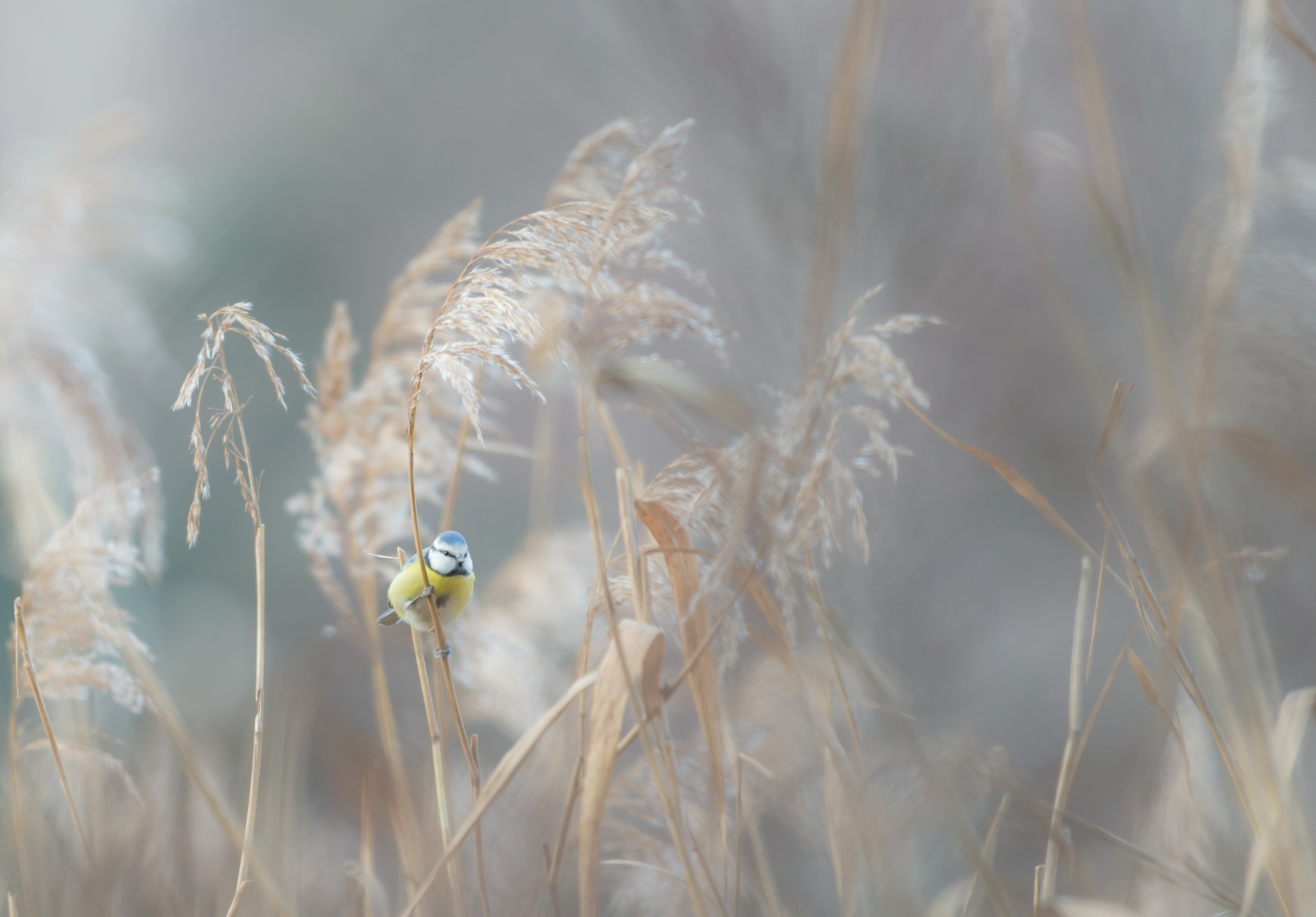 Bård-Ropstad_sørlandet Blue-Tit