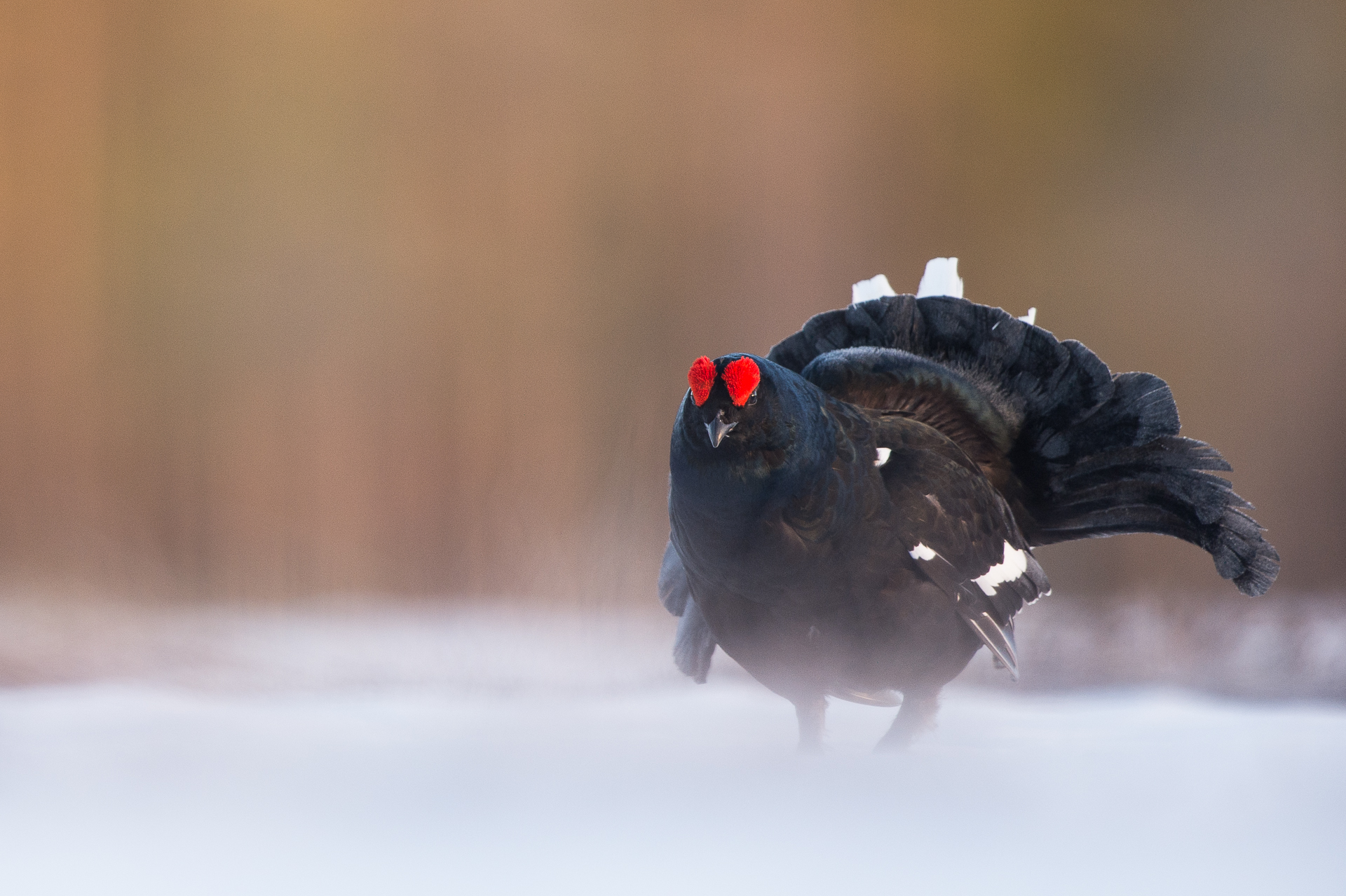 41_tom_thodesen_ostlandet_black_grouse