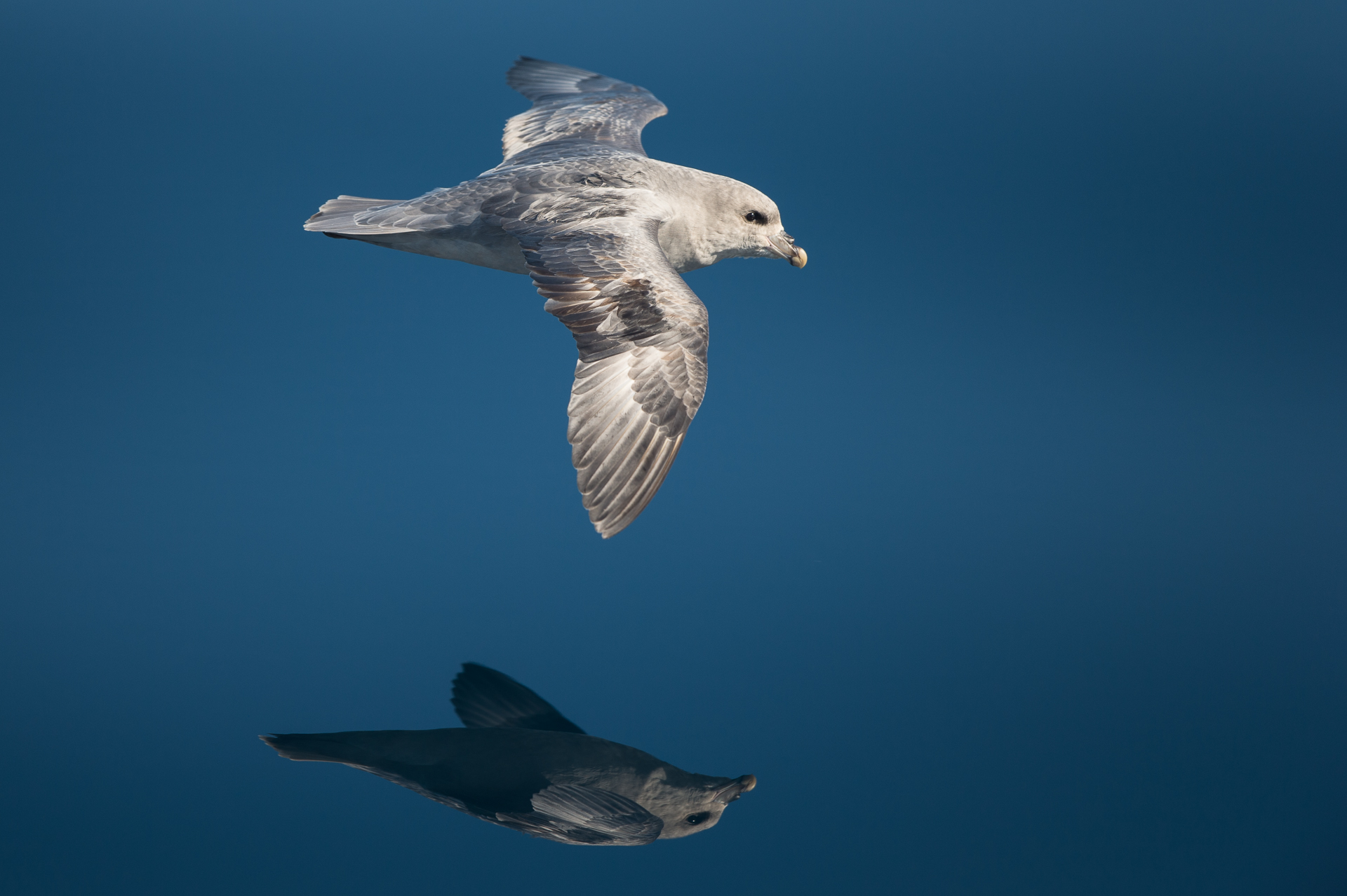 41_tom_thodesen_ostlandet_northern_fulmar