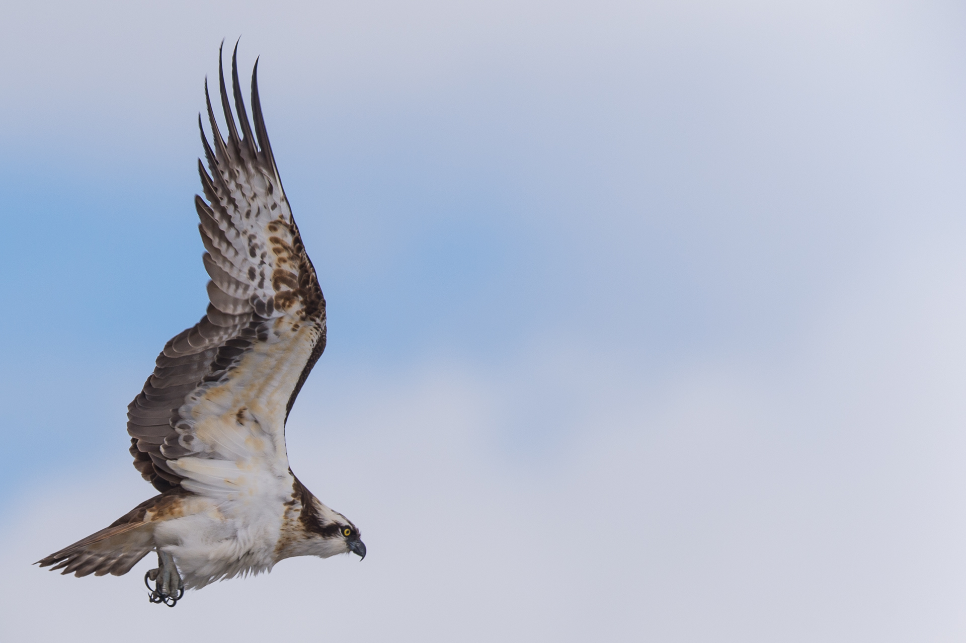 41_tom_thodesen_ostlandet_osprey