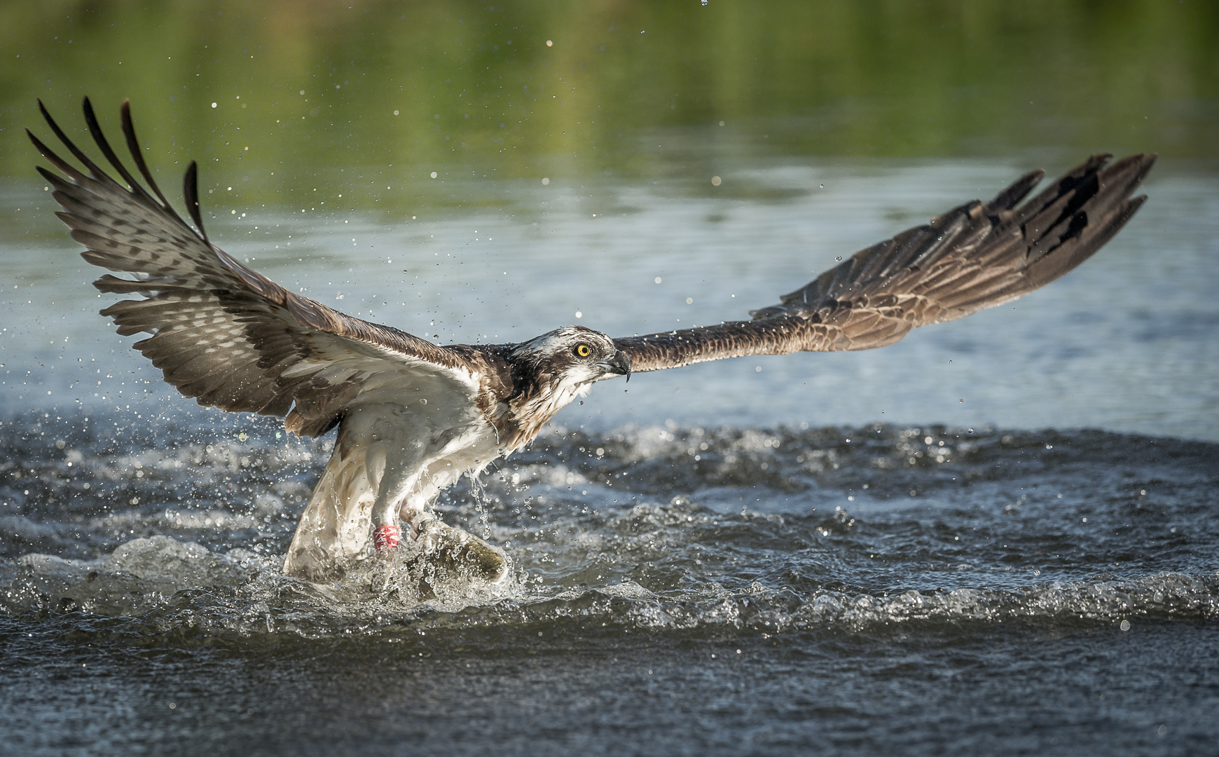 47_Bjorn Olsson_hordaland_osprey-3