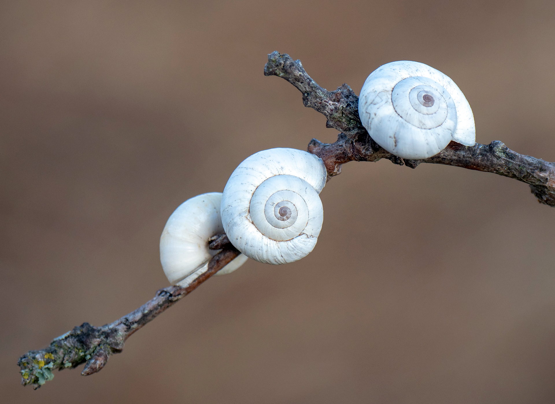 JanSivertHauglid_Ostlandet_3snailsonatwig