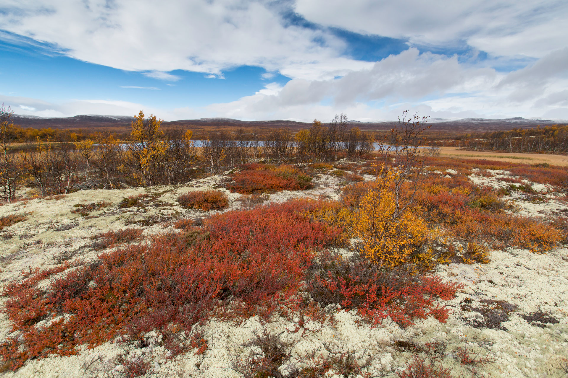 Herbst am See Kringluttjönne im Dovrefjell, Norwegen; Oppland; Dovrefjell; Kringluttjønne; Kringluttjönne; See; Jahreszeiten; Herbst; Pflanzen; Wald; Birken; Betula sp.; Zwergbirken, Betula nana, Rentierflechten, Isländisch Moos, Cladonia rangiferina,