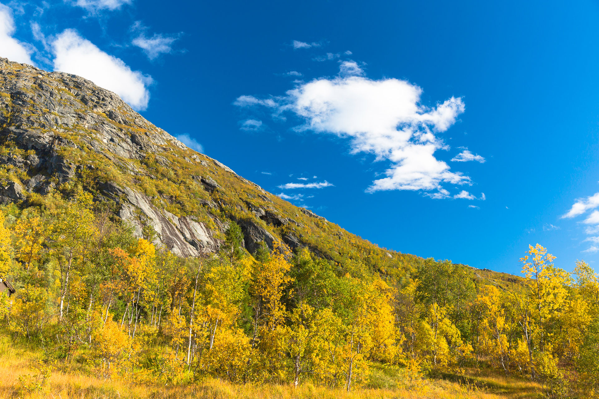 Herbsttaiga auf Insel Kvalöya, Norwegen; Troms; Kvalöya; Kvaløya; Kattfjordeidet; Tverrfjellet, 525 m, Berge, Insel; Taiga; Jahreszeiten; Herbst; Pflanzen; Bäume; Birken; Betula sp.; bunt; Farben; Berge; Landschaft; Norway; Troms; island Kvalöya; Kat