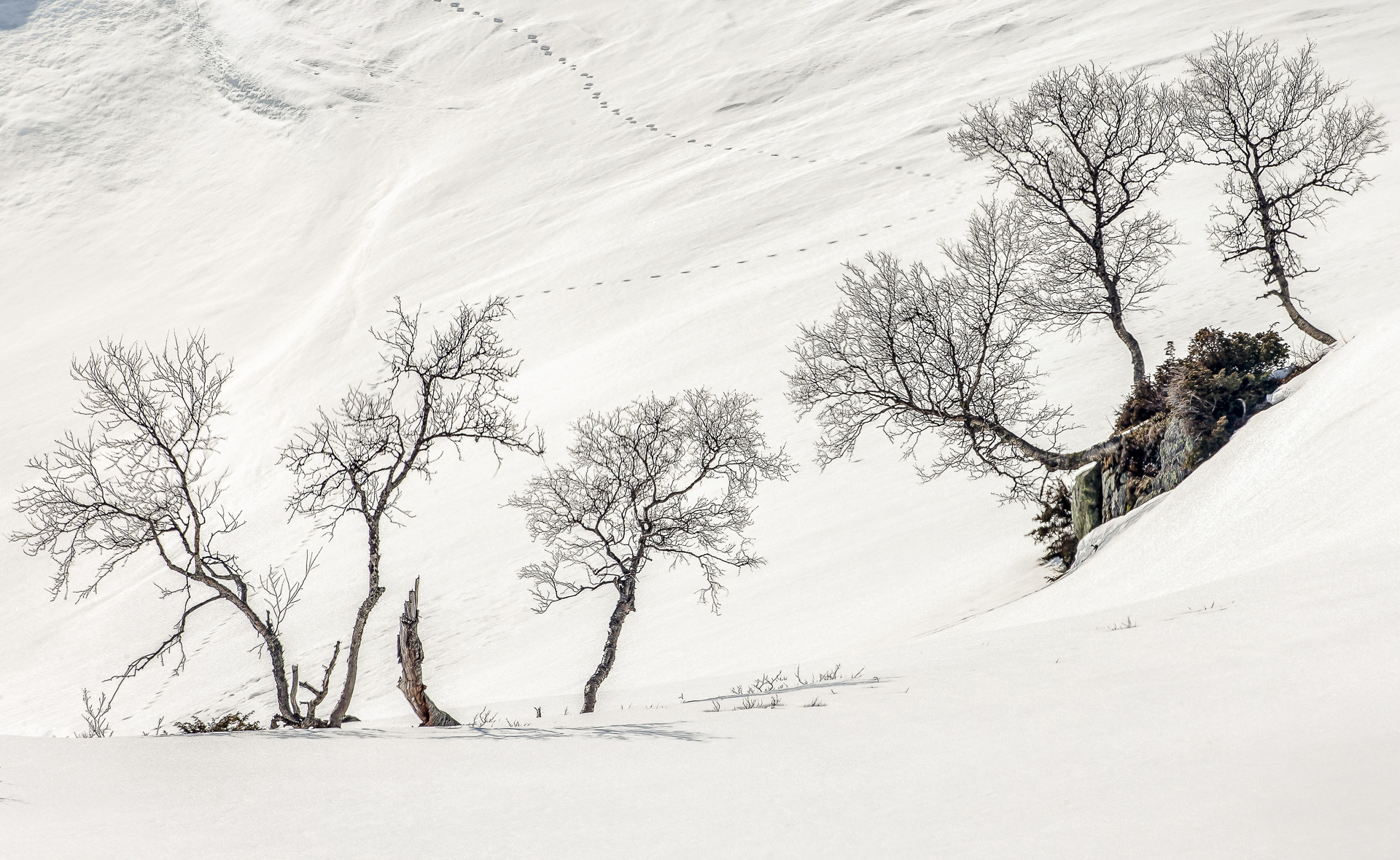 Arne-Bergo_Hordaland_Mountain-Birch-no8-in-snow