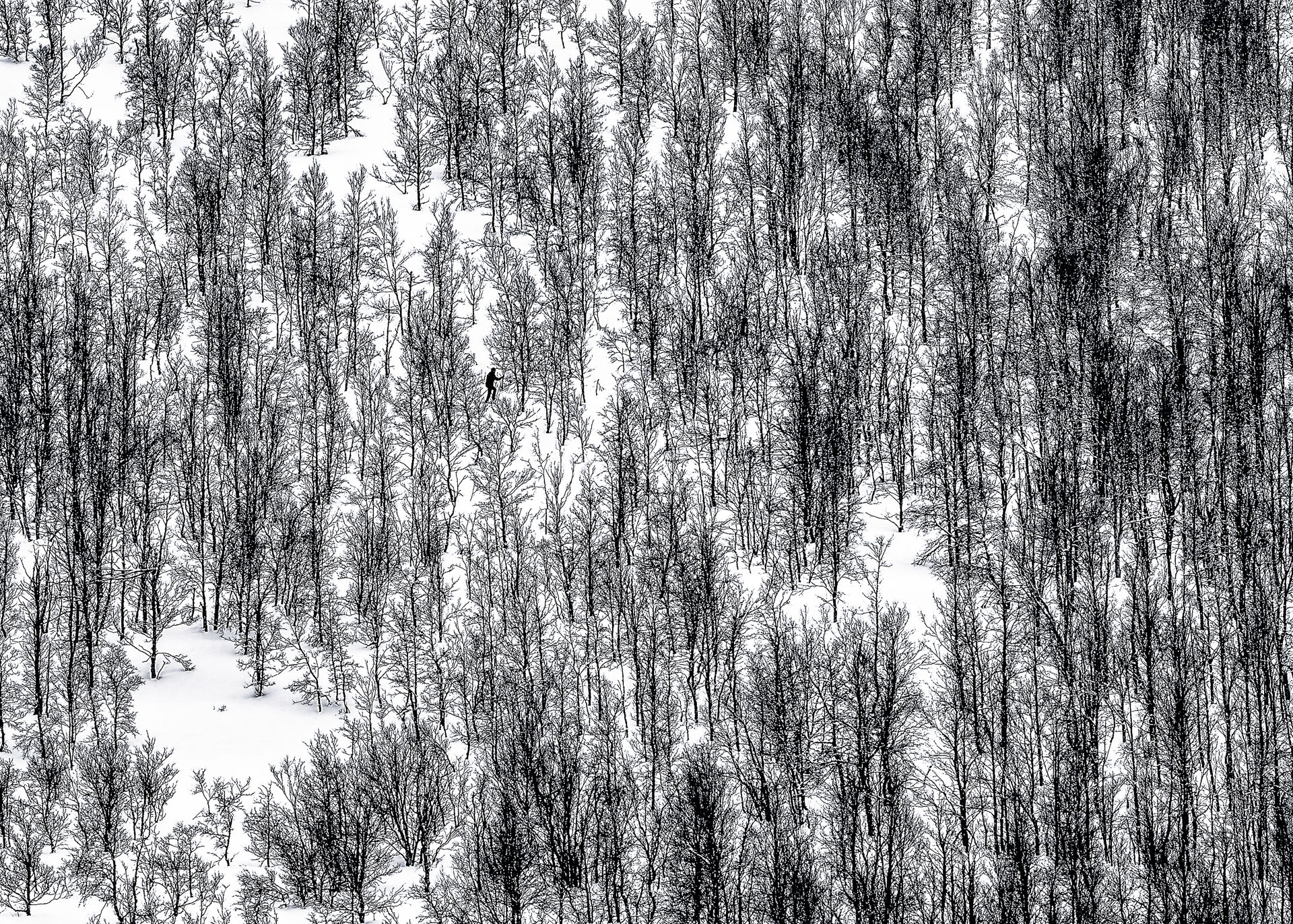 Trond-Ostvang_troms_i-fjellbjorkeskogen-